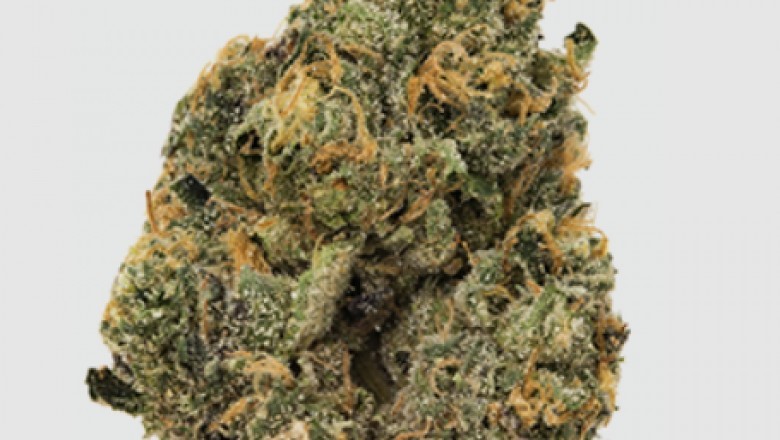 Buy Sunset Sherbet In DC