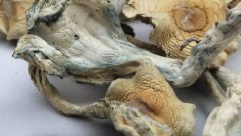 Buy Treasure Coast Magic Mushrooms Online