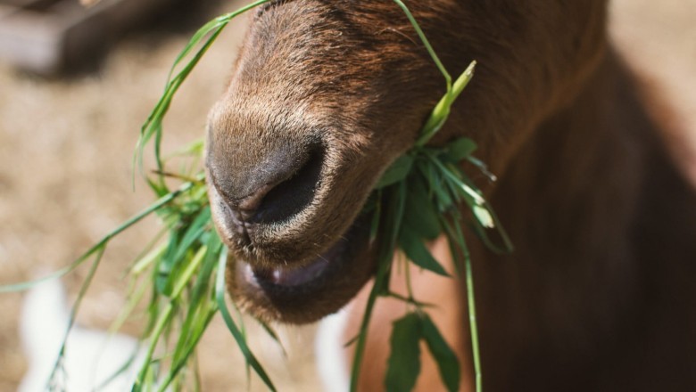 The way to Raise Goats - 3 Crucial Details to Raising Goats Effectively