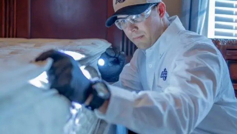 Top 5 Reasons to Get Bed Bug Control Services