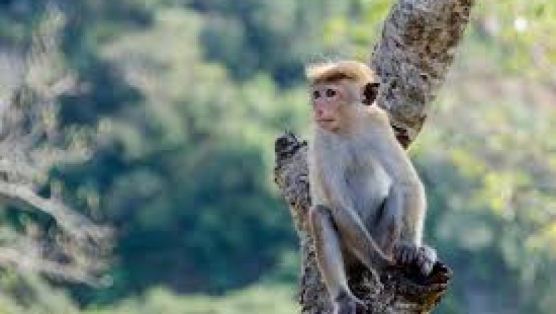 On Cute Monkeys and Repulsive Monsters |Monkey Monster for the best website