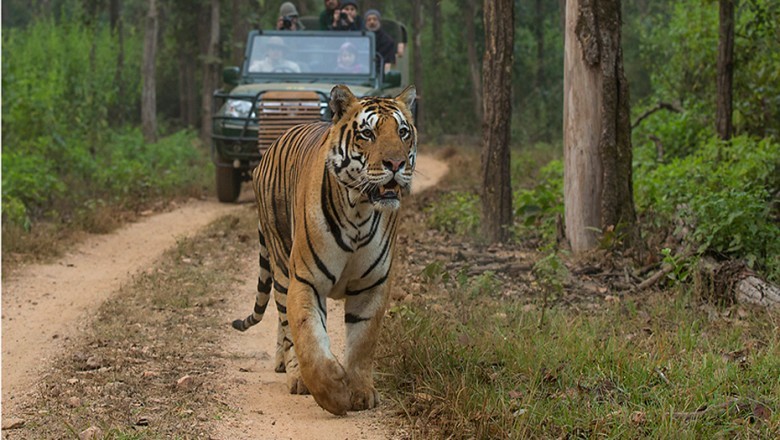 TIGER SAFARI INDIA TRAVEL GUIDES