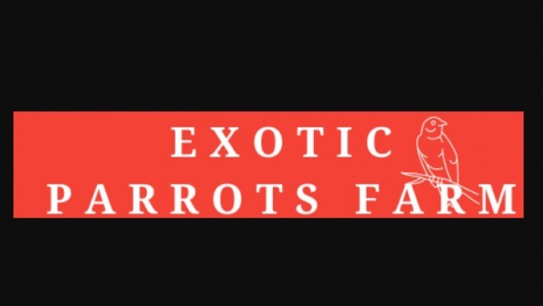 What All Must You understand Whenever you Are Shopping for Parrots As Your Pets?