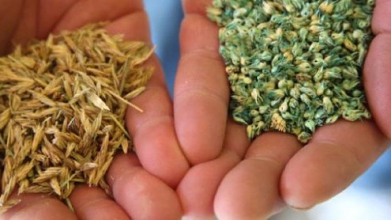 15 Benefits Of Native Grass Seeds Market That May Change Your Perspective.