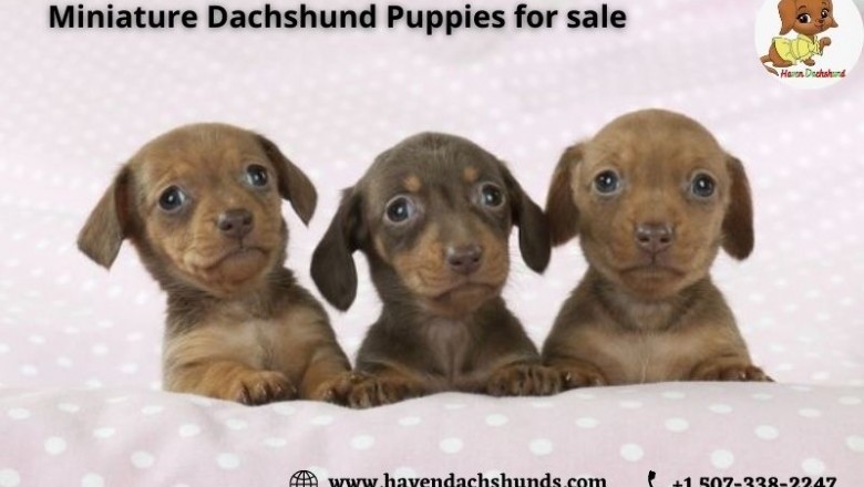 Miniature Dachshund Puppies