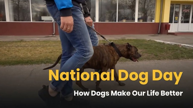 National Dog Day - How Dogs Make Our Life Better