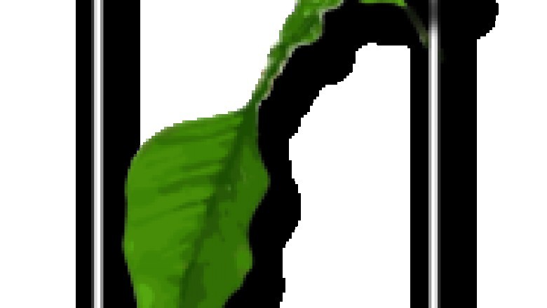 Buy online cercestis mirabilis