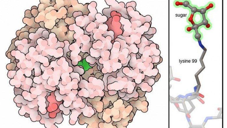 Demand Scenario of Advanced Glycation End Products Market to Remain Positive Through 2020-2027