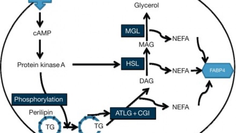 Global Perilipin Market Size, Status and Forecast 2021-2027