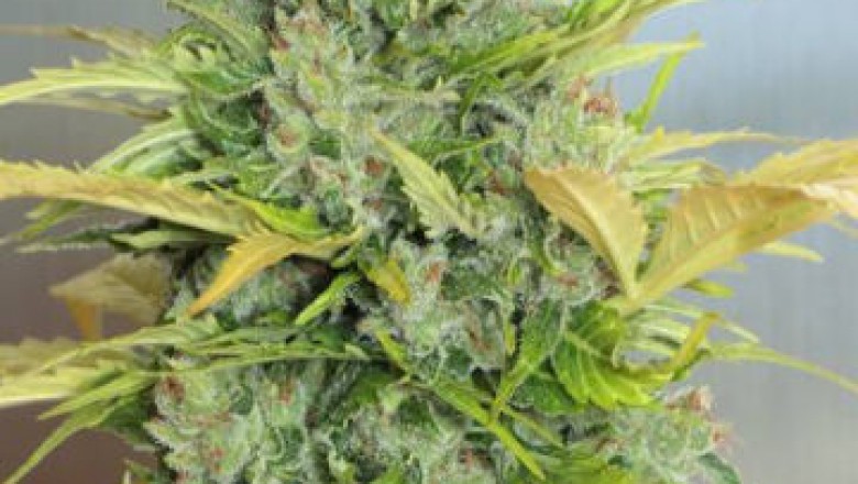 Fiber is the Main thing for which You Should Buy Lowryder Seeds