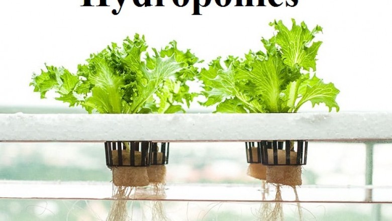 Hydroponics Market: Detailed analysis of current Industry figures with forecast growth by 2028 | Top Key Players – Thanet Earth, PEGASUS AGRITECH