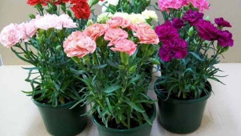 Colorful Mixed Carnation Bunch Flowers For Wedding Gifts