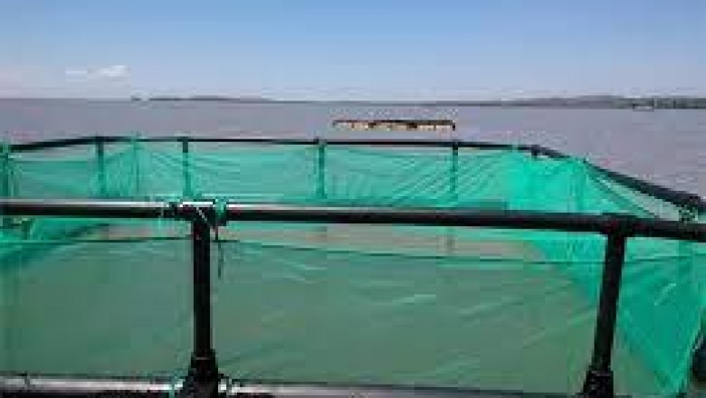 Fishing Net and Aquaculture Cage Market | Key drivers and restraints impacting market growth