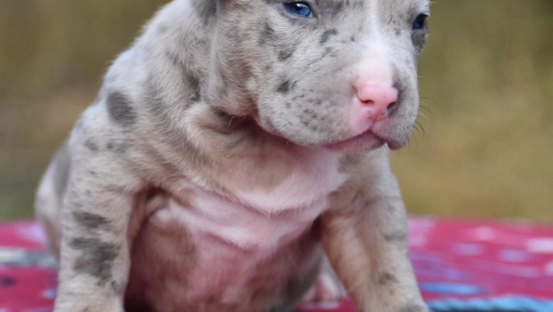 American Pitbull Terrier Breeders