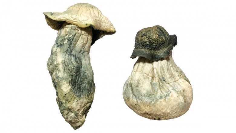 Welcome to the World of Mushrooms: A Delicious and Healthy Food!