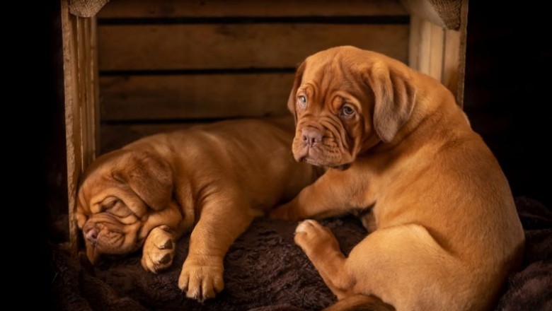 How to Properly Use the Pet Supplies Such as Dog Cages and Crates