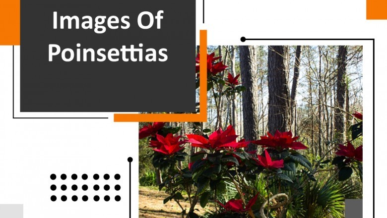 Why is Photography Important in Human Life?