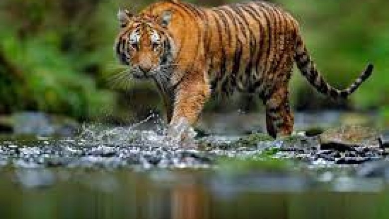 Famous Tiger Reserves of Central India