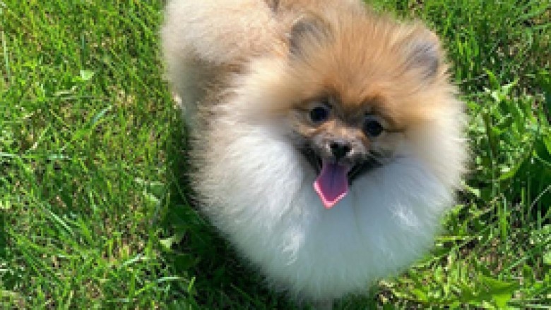 Pomeranian puppies for adoption