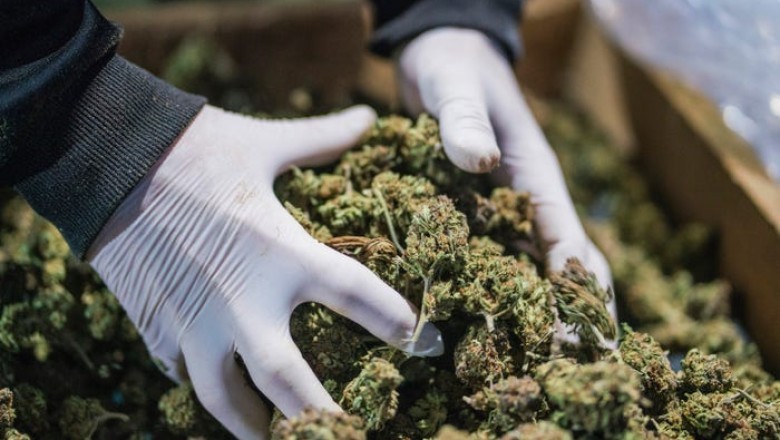 Delta-8 THC: Everything You Need To Know