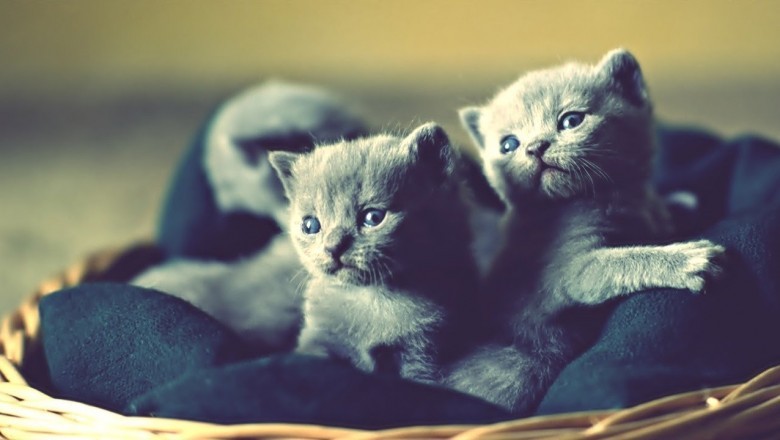 Russian Blue Kittens: Your Comprehensive Guide