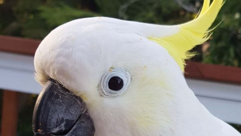If you Opt for a Cockatoo, Pick the Bird That Selects You