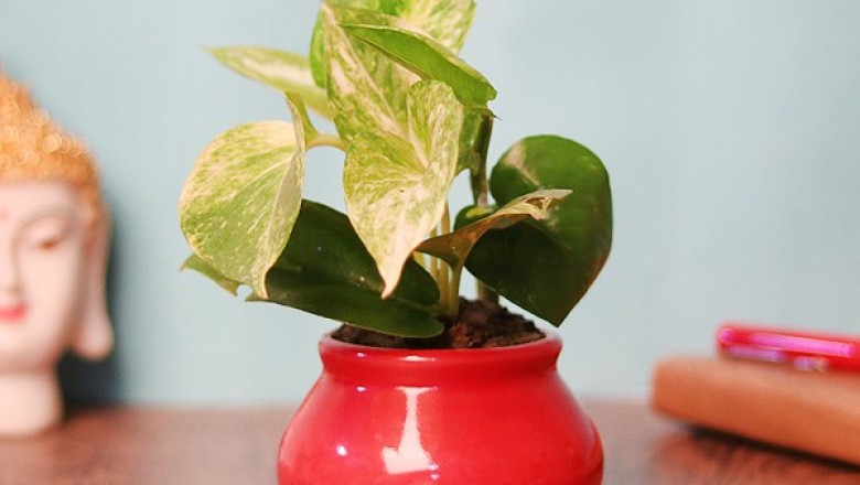 Where to get Plant Delivery in 3 Hours anywhere in India?