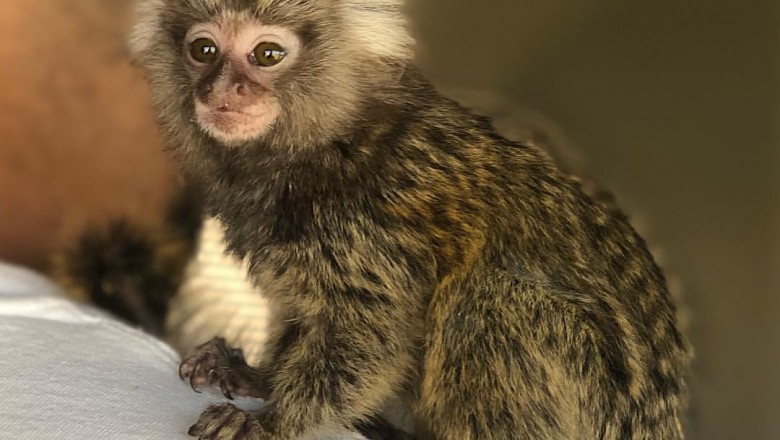 Buy marmoset Monkeys For Sale