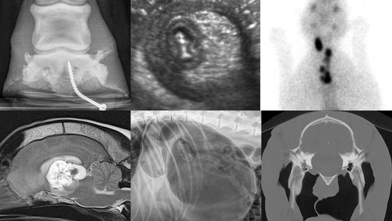 Veterinary Imaging Market Shares, Opportunities, Development Status, Key Findings and Growth Forecast 2027 | Fujifilm Holding Corporation, Carestream Health, BCF Technology Ltd, and Idexx Laboratories Inc