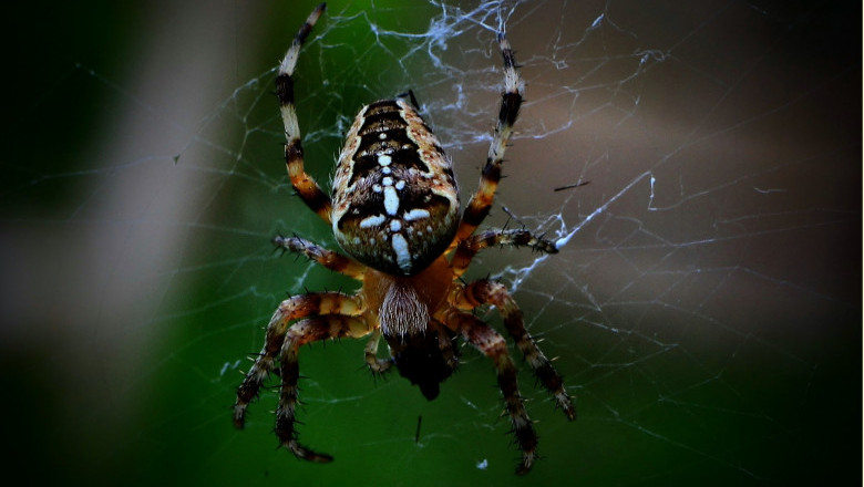 Spiders Control Treating Customers Like Family Since 2008