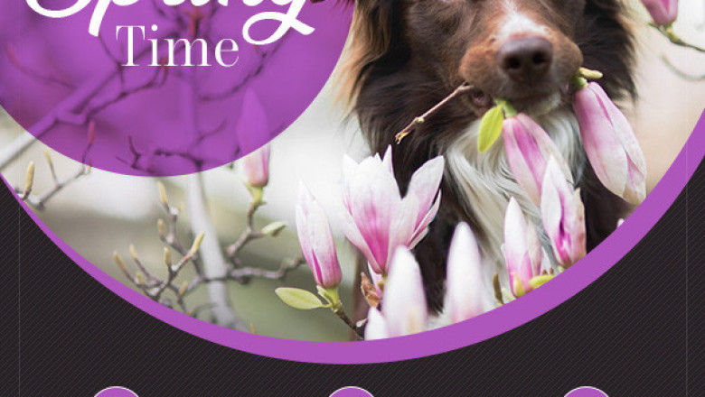 Spring sale!!! at eBay's best store BargainPetProducts