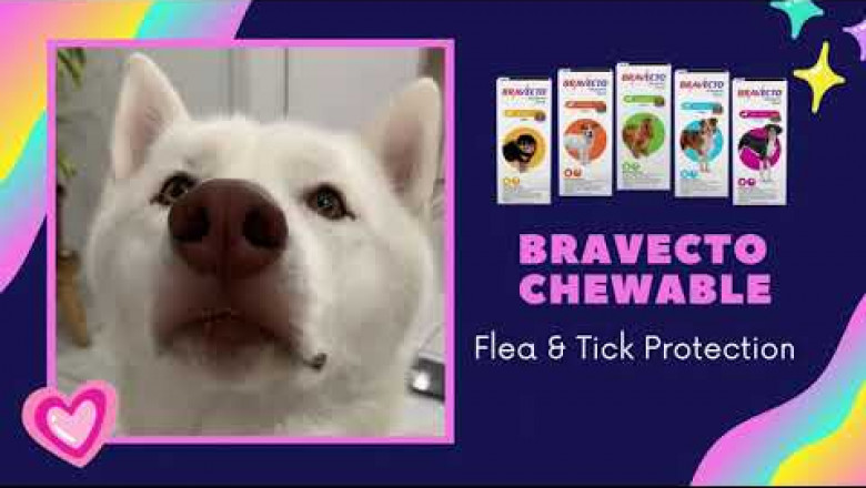 Bravecto Chewable for Dogs