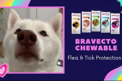 Bravecto Chewable for Dogs