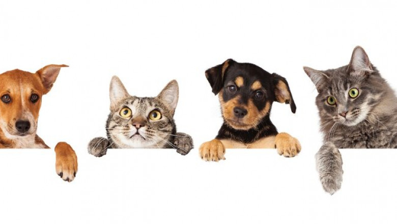 Tips to Choose the Right Southern California Cremation Services