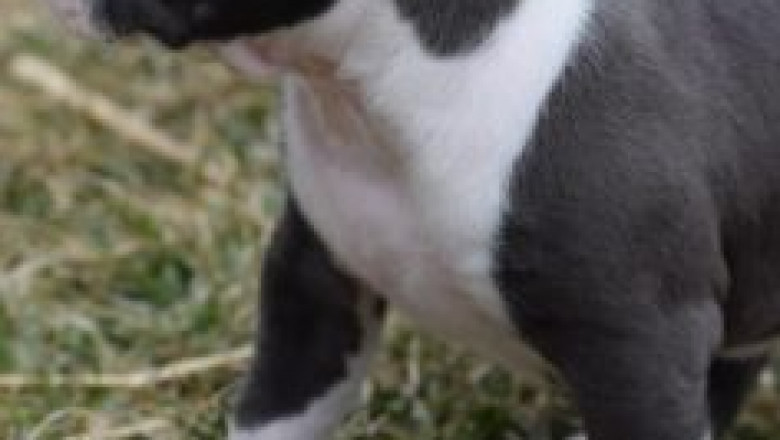 American Pitbull Puppies for Sale