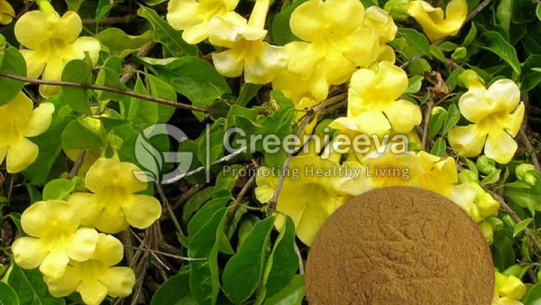 Bulk Organic Cats Claw Powder | Organic Cats Claw Powder Supplier