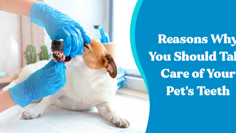 Reasons Why You Should Take Care of Your Pet’s Teeth