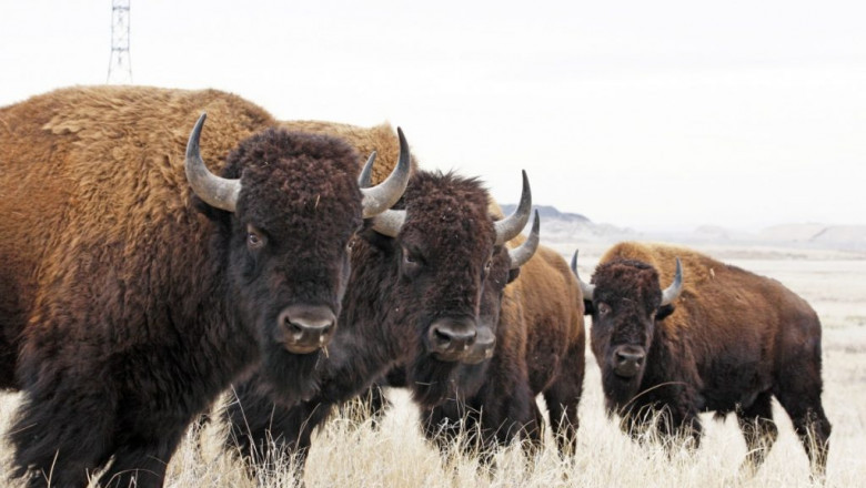 What are the benefits of eating bison?