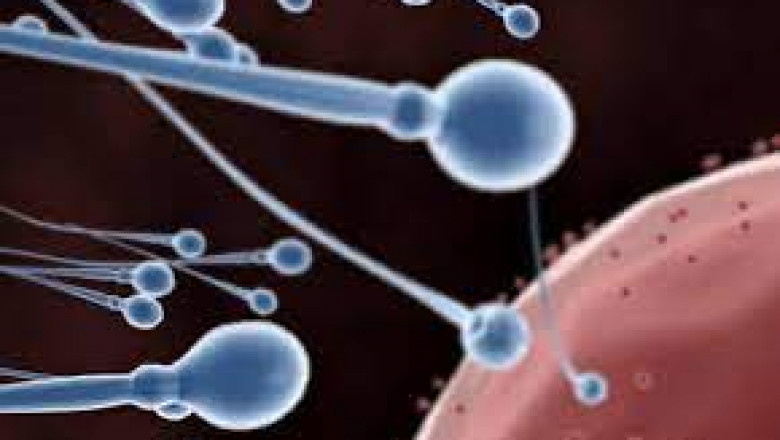 Artificial Sperm Market : Global Industry Analysis and Forecast