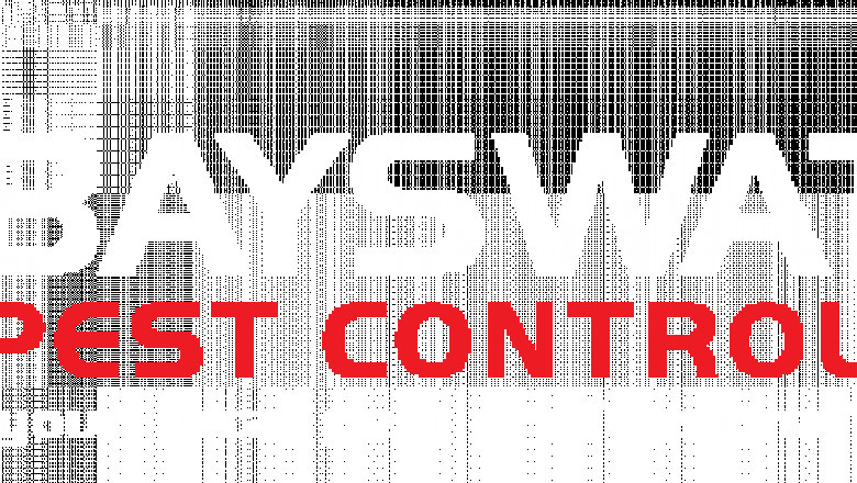 Top Ant Control & Removal in Melbourne | Bayswater Pest Control