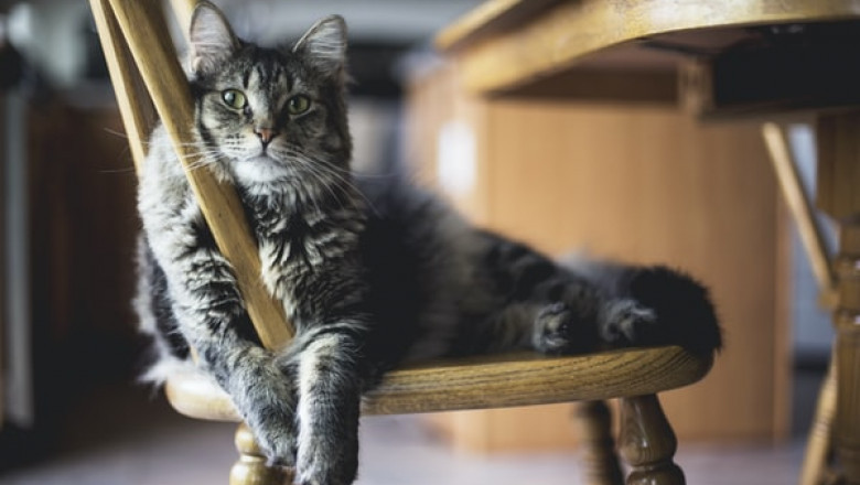 A Cat Scratching Post for Endless Fun