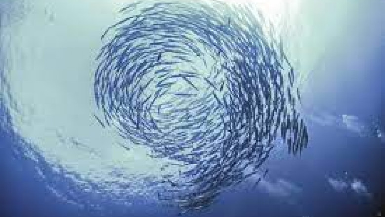 The reason that Swarm Intelligence is so desirable in the field of robotics is that it makes it possible to cheaply build and deploy large numbers of robots with highly similar functions