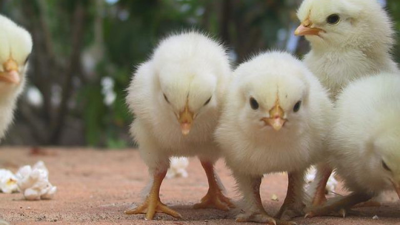 With the increasing prevalence of zoonotic diseases, the Marek Disease Market is growing