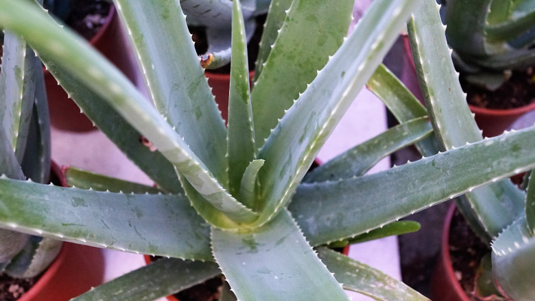 Aloe Vera Ingredients Market - Global Industry Analysis 2027