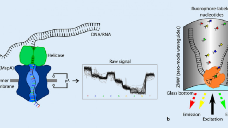 Long Read Sequencing Market Size, share and Overview, Business research report by DBMR