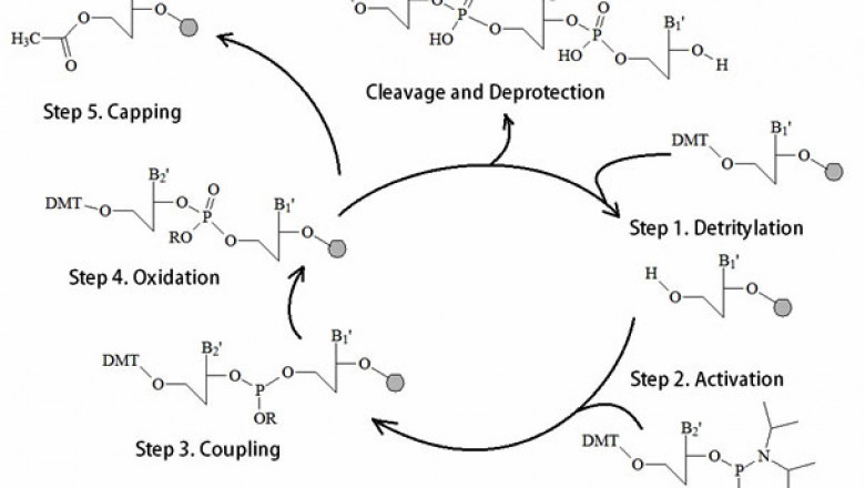 The low quality of microarray-generated oligonucleotide sequences is a significant barrier to using microarray technology for Oligonucleotide Synthesis