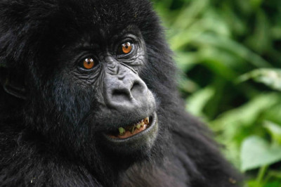 Uganda gorilla tracking safaris