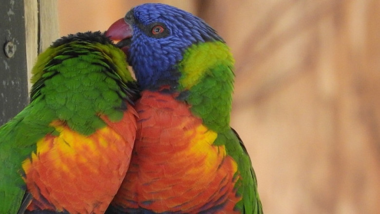 Exotic Pet Wellness clinic Singapore - Birdvet Singapore