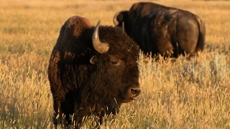 Bison is Healthy for You and the Environment