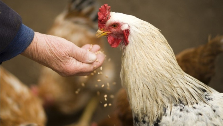 What's Driving Poultry Probiotics Market Trends? Key Company Profiled In DSM, Adisseo